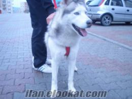 Satılık Tatlı Sibirya Kurdu (Husky) İlk mesaj atana verilecekdir...Acil!