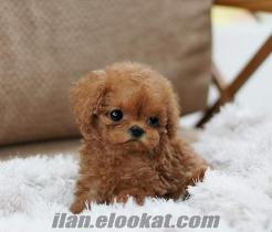 TOY POODLE TEACUP YAVRU