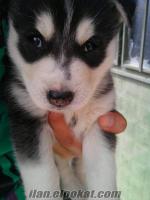 3 aylık yawru husky