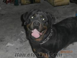 köpeğime eş arıyorum rottweiler oğluma eş