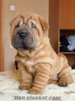 SAFKAN SHAR PEİ YAVRULARI