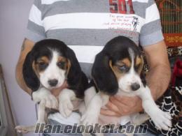 Tricolor Beagle Yavruları