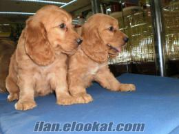 BABY FACE KIZIL GOLDEN YAVRULARI (Amerikan Golden Retriever)