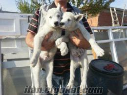 bursa karacabey köpek çiftliğinden satılık kül rengi sibirya kurdu yavruları
