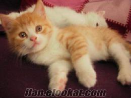 iran chinchilla kırması oyuncu sevimli birbirinden güzel 3 yavru kedi
