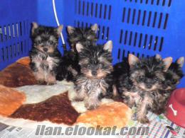 yorkshire terrier tea cup tuvalet eğitimli yavrular