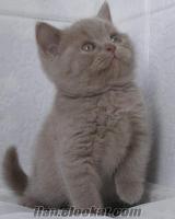 lila rengi british shorthair yavru