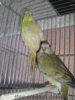 Ankaradan satılık eş çift şarkıcı pareket papağanı