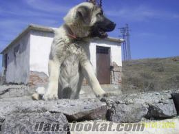 SATILIK KANGAL ÇOBAN KÖPEGİ