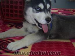 SİBİRYA KURDU HUSKY