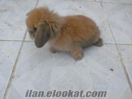 Satılık Hollanda Lop Tavşan Yavrusu, Ankara