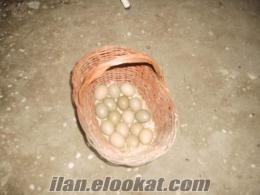 Antalya Elmalıda sülün yumurtası