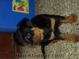 saf macar rottweiler