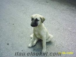 Bafrada dişi kangal köpeği