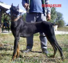 SAFKAN KİNG SİZE DOBERMAN YAVRULARI