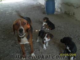 manisadan sahibinden kupayi cinsi satılık köpek yavrusu