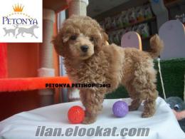 SATILIK PODDLE YAVRULAR PETONYA PETSHOP