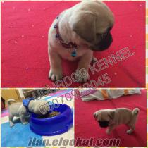 SAFKAN PUG MOPS YAVRULARIMIZZ