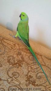 Antalya satılık yeşil papağan + kafes