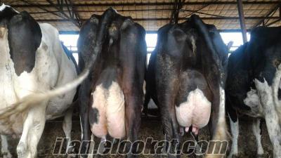 süt inekler SaTıLıK SüTLü iNeKLeR TaZe BuZaĞıLı BuZaSıZ DaNa BuZa