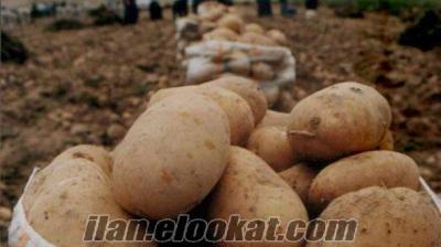 Organik Akra Marka Hakiki Bolu Patatesi Satılık