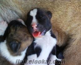 izmirde sahibinden satılık boxer rottweiller yavru köpekler