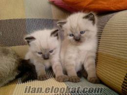 Antalyada satılık yavru kediler