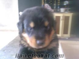 izmir satılık rottweiler bebekleri