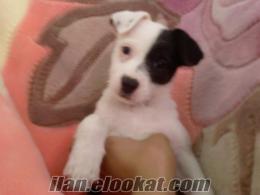 sahibinden jack russell terrier