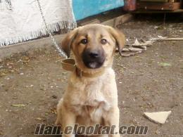 satılık 2 aylık kangal köpeği