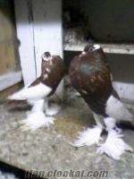 satılık güvercin bursa bursada sahibinden satılık süs kuşları