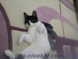 manisa turgutluda kayıp siyah beyaz erkek kedi
