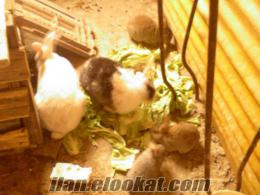 istanbul tuzlada acil satılık tavşan ailesei 3 çocuklu