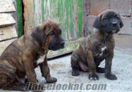 satılık kaniş köpek Osmangazide cene corso yavrularımız satılık