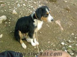 Beyşehirde kayıp kupay av köpeği