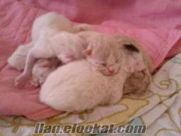 İran kedi yavruları 1 haftalık daha