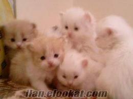 iran kedi yavrularım beyaz-sarı cok sevimliler
