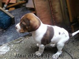 Adanada satılık pointer 1buçuk aylık yavru köpek