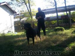 crni Bulgar secereli 24 aylık rottweiler