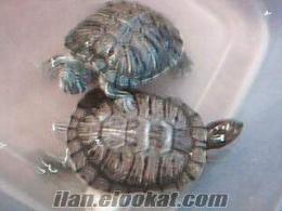 İstanbul'da sahibinden satılık su kaplumbağası