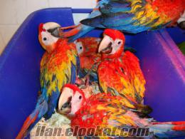30 günlük scarlet ara macaw bebekler
