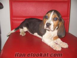 ÜÇ RENK BEAGLE YAVRULAR ( YORKSHIRE-PUG-CAVALIER DİŞİ TAKAS OLUR)