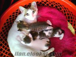25günlük kedi yavrusu (annesi altından )