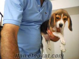 istanbulda sahibinden satılık yavru beagle