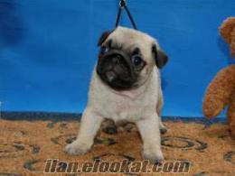 GÖREBİLECEĞİNİZ EN ÇİRKİN AMA EN SEVİLESİ PUG MOPS :))