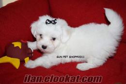 MALTESE TERRIER SUN PET SHOP TA