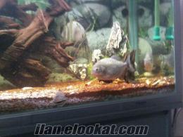 piranhalar bursada satılık akwaryum wede satılık natteri amazon piranhaları