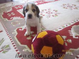 satılık beagle yavrusu ANKARA