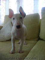 Satılık Minyatür Bull Terrier Yavruları