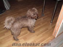 samsunda sahibinden satılık terrier cinsi köpek